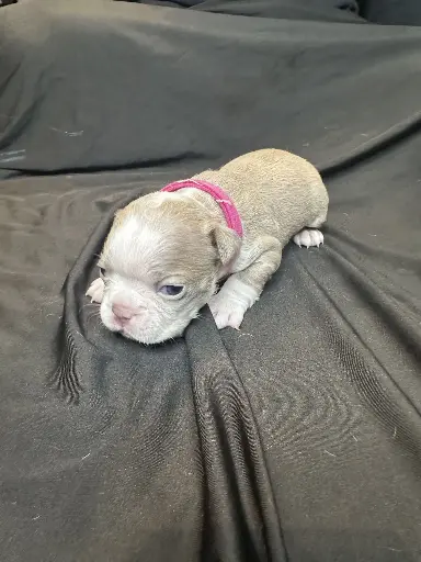 Lilac  Female 2: Boston Terrier Puppy