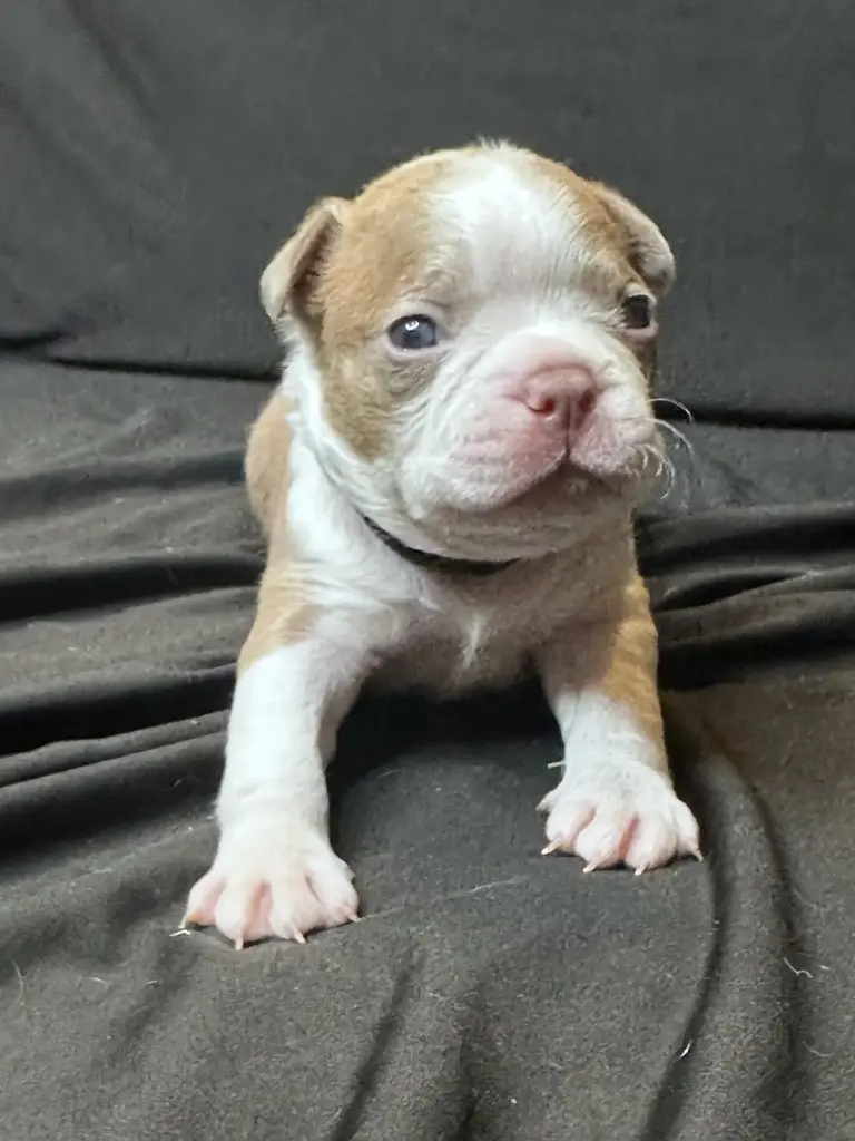 SOLD! Lilac Male 2: Boston Terrier Puppy