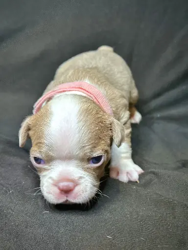 Lilac Female 1: Boston Terrier Puppy