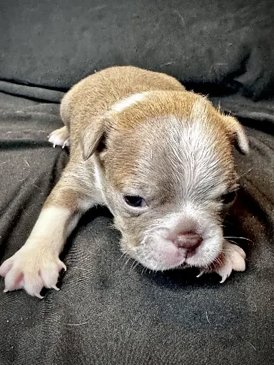 Lilac  Male 1: Boston Terrier Puppy