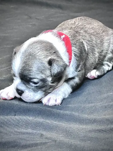 SOLD! Blue Female: Boston Terrier Puppy